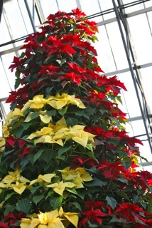 Poinsetta Tree Poinsetta Tree
