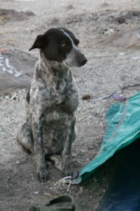 Maria the Mountain Dog